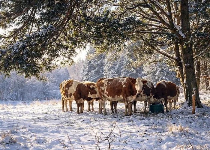 Wiesenidylle Auf Der Weidelandfarm Beelitz